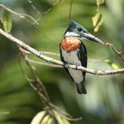 Amazon Kingfisher