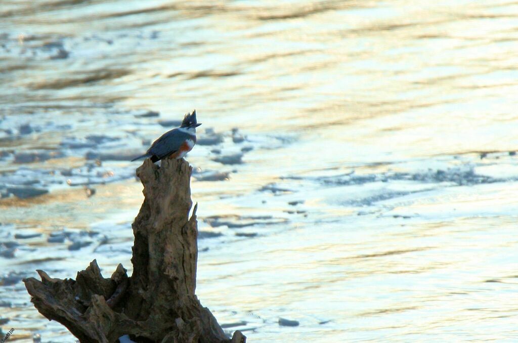 Belted Kingfisher female adult