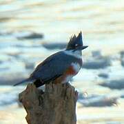 Belted Kingfisher