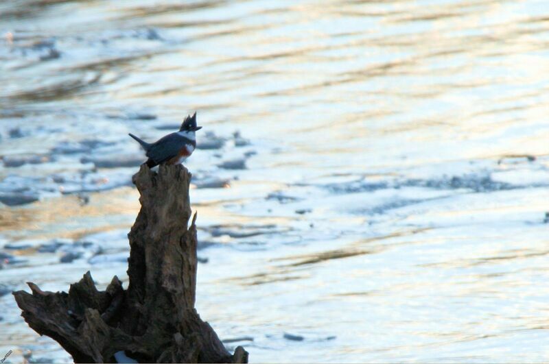 Belted Kingfisher female adult