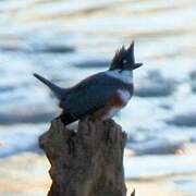 Belted Kingfisher