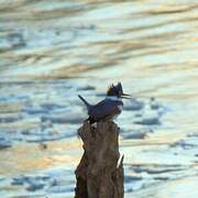 Belted Kingfisher