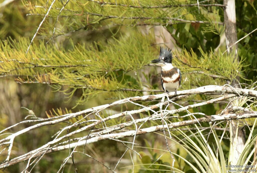 Belted Kingfisher female adult transition