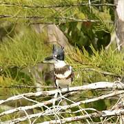 Belted Kingfisher