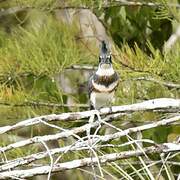 Belted Kingfisher