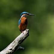 Common Kingfisher