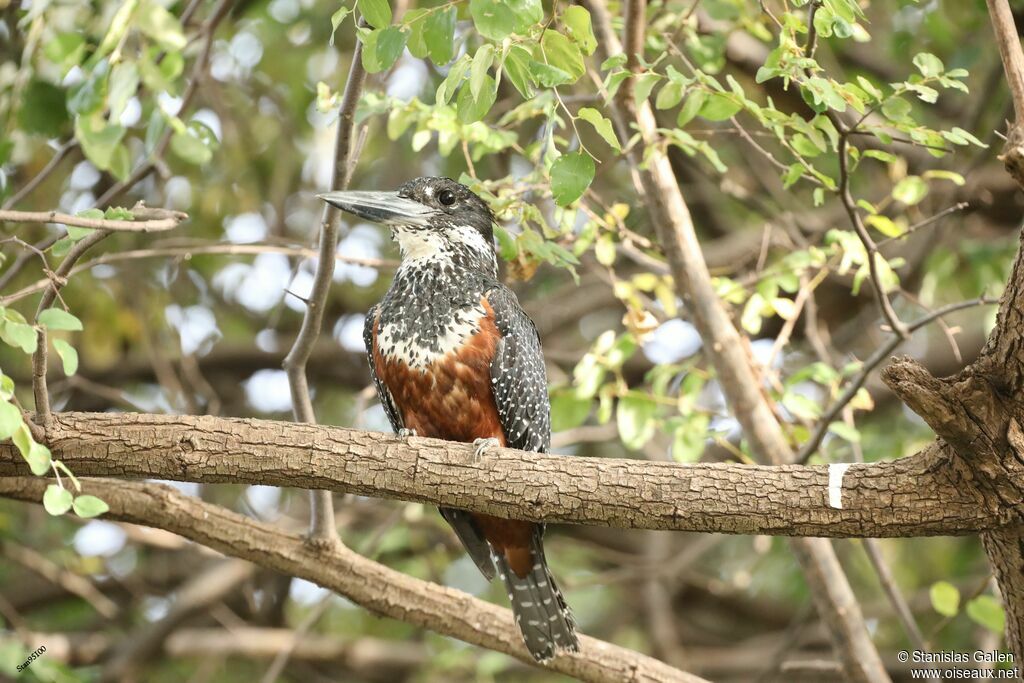 Giant Kingfisher female adult