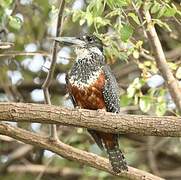 Giant Kingfisher