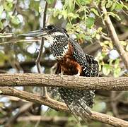 Giant Kingfisher