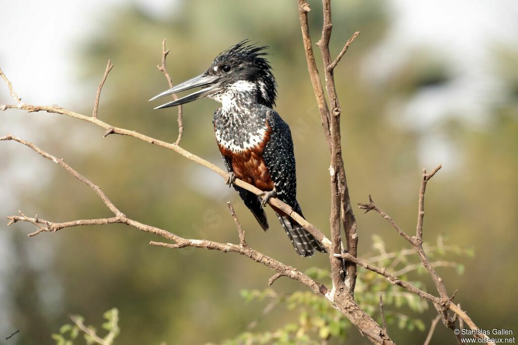 Giant Kingfisher female adult