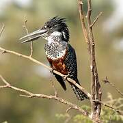 Giant Kingfisher