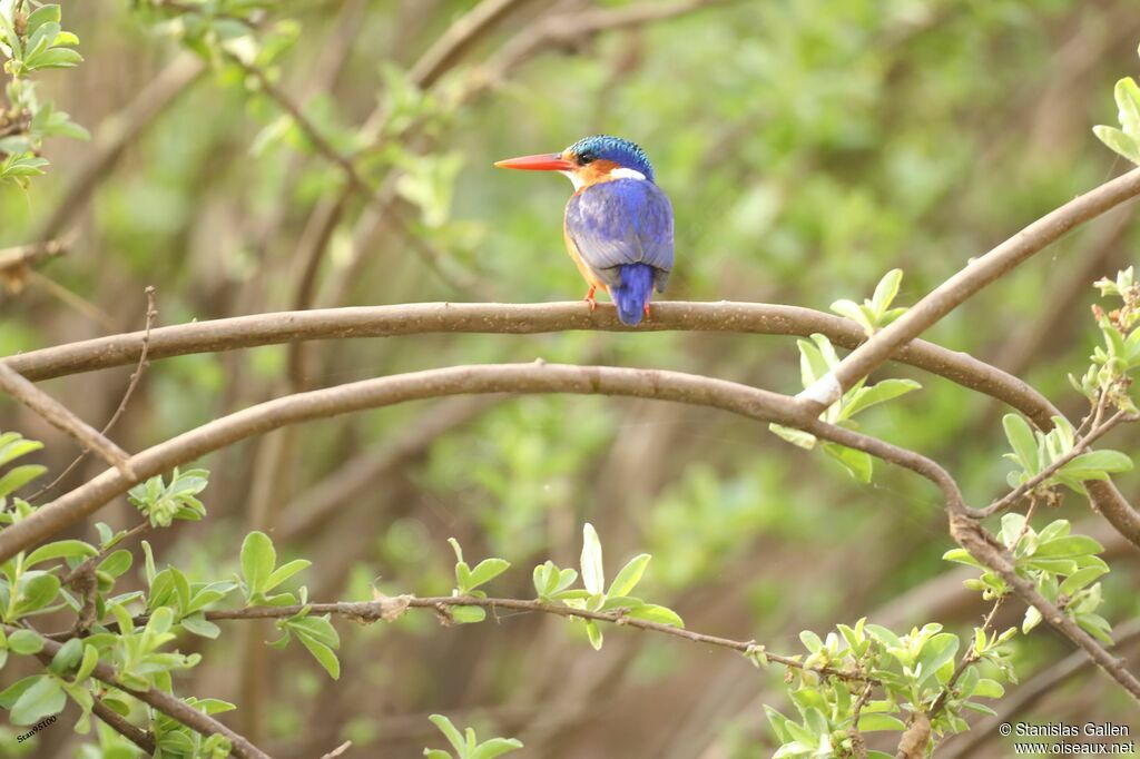 Malachite Kingfisheradult