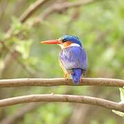 Malachite Kingfisher