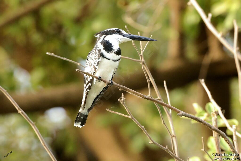 Pied Kingfisheradult