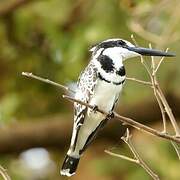 Pied Kingfisher