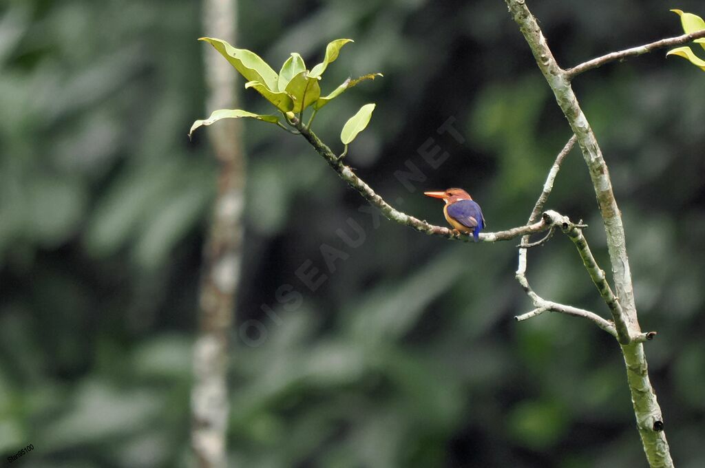 African Pygmy Kingfisheradult