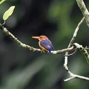 African Pygmy Kingfisher