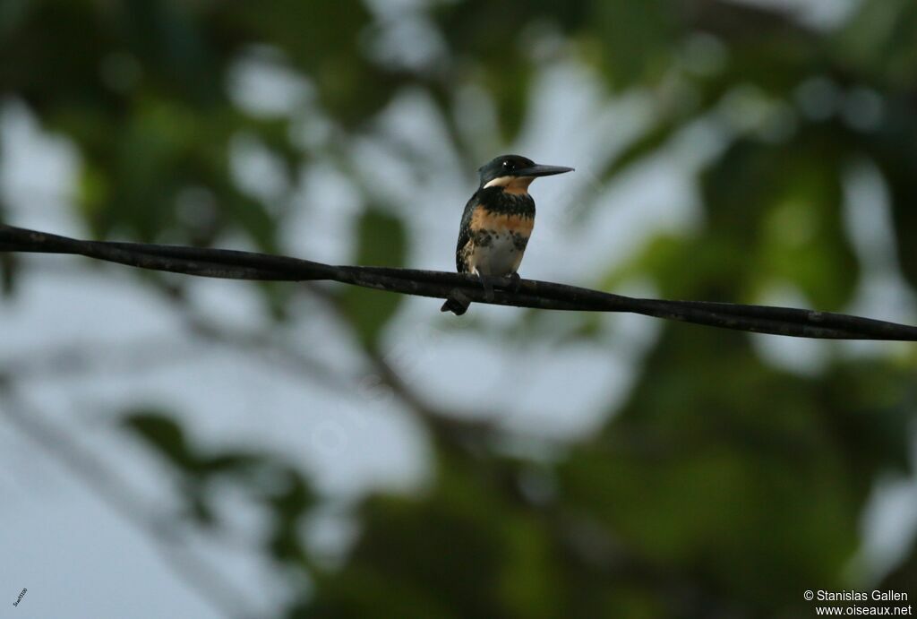 Green Kingfisher female adult