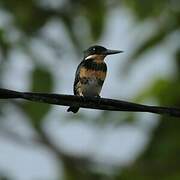 Green Kingfisher