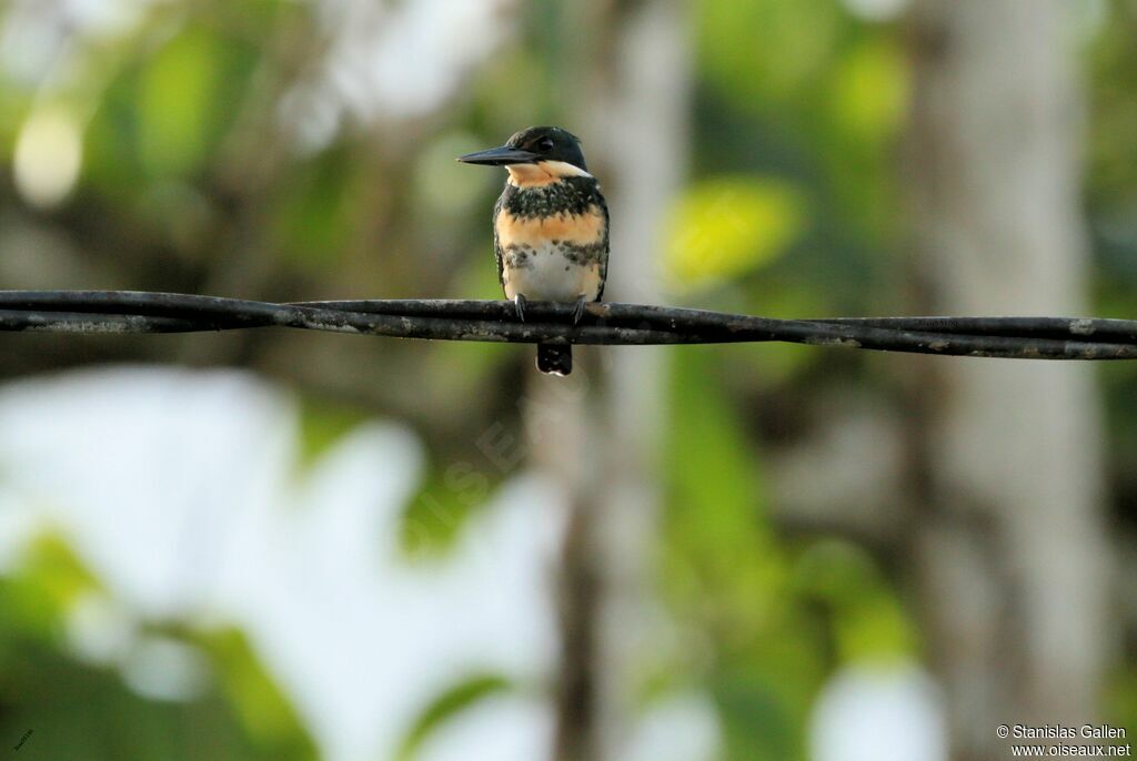 Green Kingfisher female adult