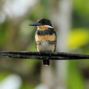 Green Kingfisher