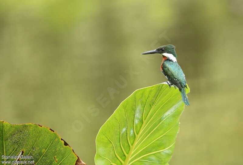 Green Kingfisher male adult breeding