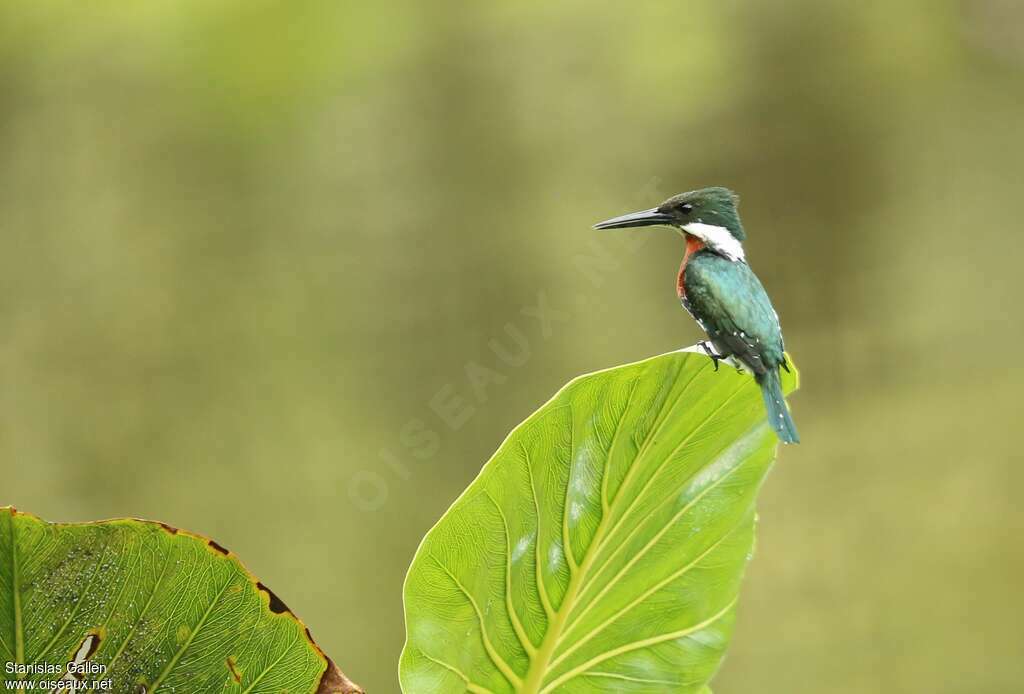 Green Kingfisher male adult breeding