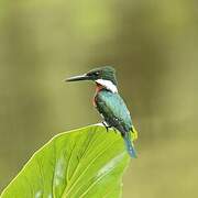 Green Kingfisher