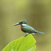 Green Kingfisher