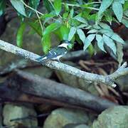 Green Kingfisher