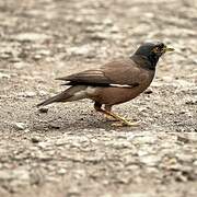 Common Myna