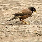 Common Myna