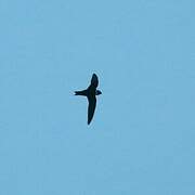 White-collared Swift