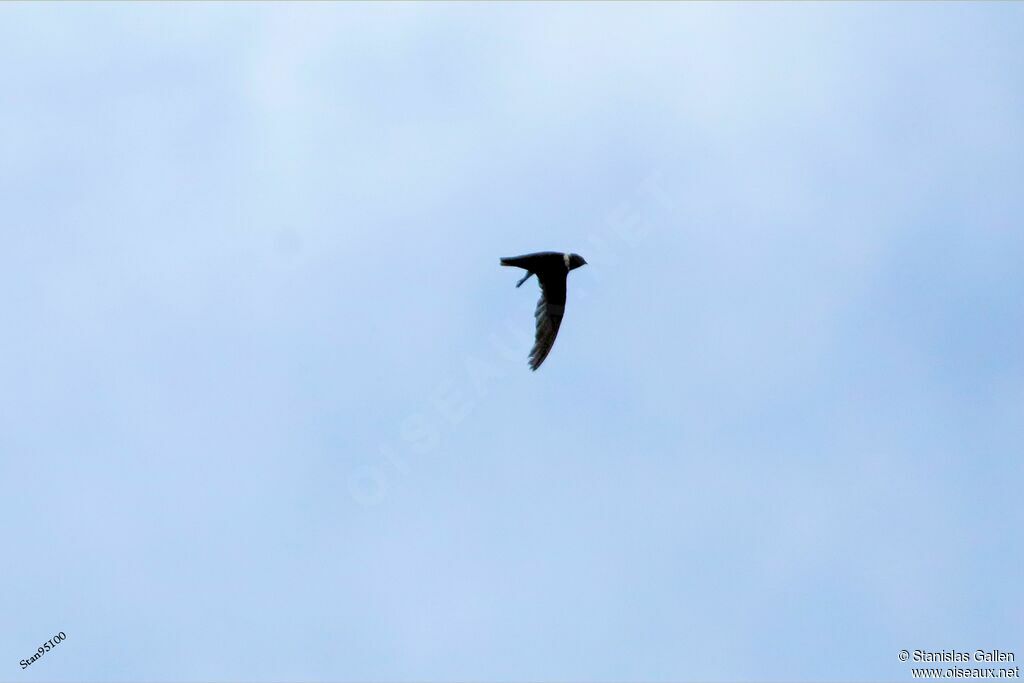 White-collared Swiftadult, Flight