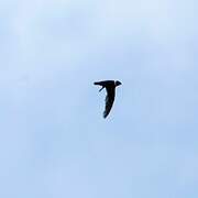 White-collared Swift