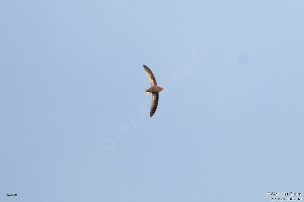 Chestnut-collared Swiftadult, Flight