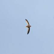 Chestnut-collared Swift