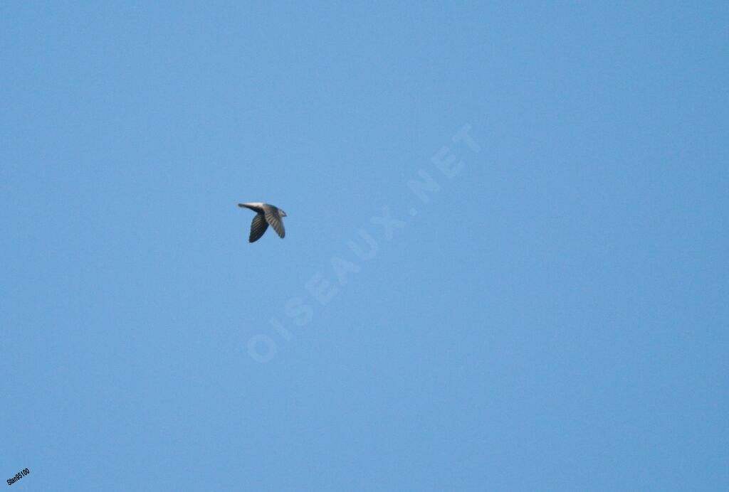 Grey-rumped Swiftadult, Flight