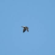 Grey-rumped Swift