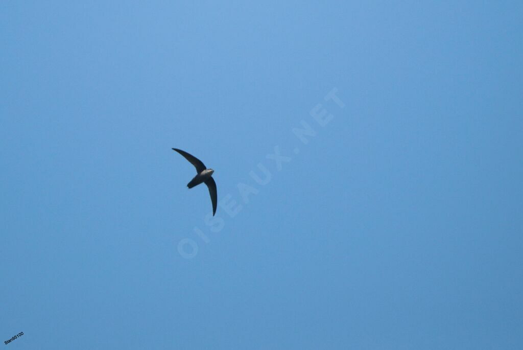 Grey-rumped Swift