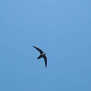 Grey-rumped Swift