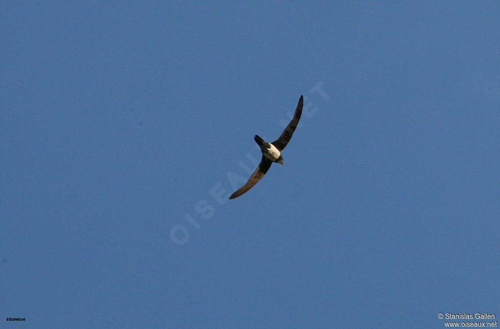 Alpine Swiftadult breeding, Flight