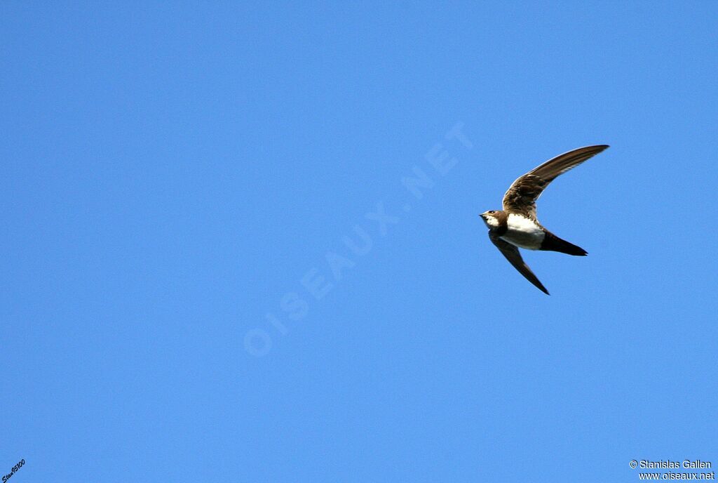 Alpine Swiftadult post breeding