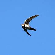 Alpine Swift