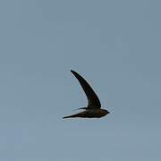 Asian Palm Swift