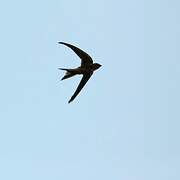 Asian Palm Swift