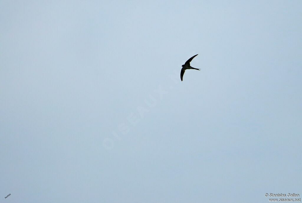 Neotropical Palm Swiftadult, Flight