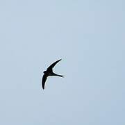 Fork-tailed Palm Swift