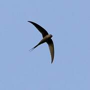 African Palm Swift