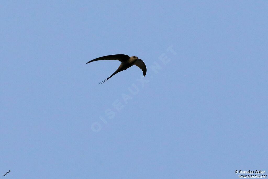 African Palm Swiftadult, Flight